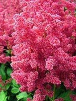 Spirea (Astilbe 'Glut') -Tuinplanten Winkel 20080319144554 1