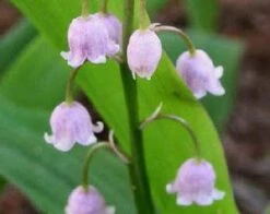 Lelietje Der Dalen (Convallaria Majalis 'Rosea')