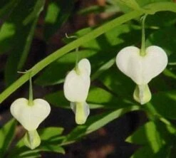 Gebroken Hartjes (Dicentra Spectabilis 'Alba') -Tuinplanten Winkel 20080320103616 1