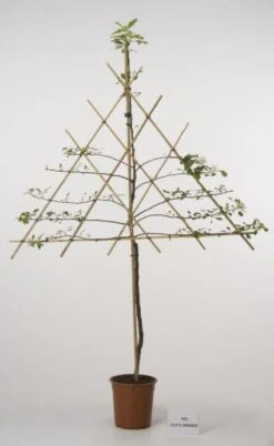 Lei-Appel (Malus Domestica 'Cox's Orange') -Tuinplanten Winkel 20080326220814 1