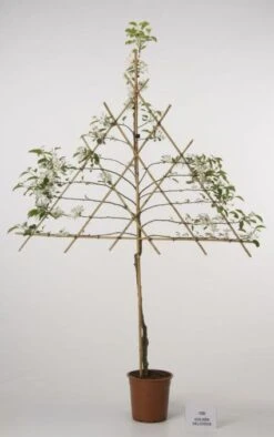 Lei-Appel (Malus Domestica 'Cox's Orange') -Tuinplanten Winkel 20080326222237 1