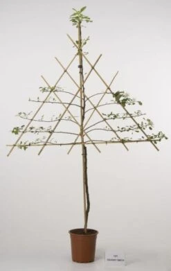 Lei-Appel (Malus Domestica 'Cox's Orange') -Tuinplanten Winkel 20080326222553 1