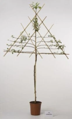 Lei-Appel (Malus Domestica 'Cox's Orange') -Tuinplanten Winkel 20080326224211 1