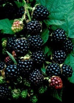 Braam (Rubus Fruticosa 'Himalaya')