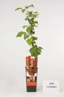 Taybes (Rubus 'Tayberry') -Tuinplanten Winkel 20080327103835 1