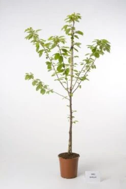 Kersenboom (Prunus Avium 'Hedelfinger Riesenkirsche') -Tuinplanten Winkel 20080414152652 2