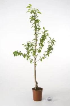 Kersenboom (Prunus Avium 'Hedelfinger Riesenkirsche') -Tuinplanten Winkel 20080414153422 3