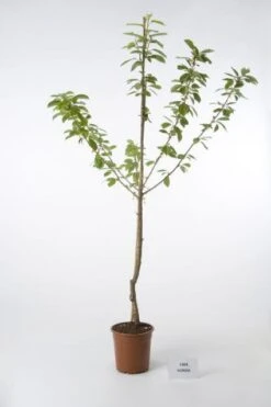 Kersenboom (Prunus Avium 'Hedelfinger Riesenkirsche') -Tuinplanten Winkel 20080414153854 2