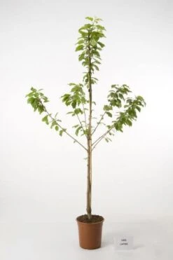 Kersenboom (Prunus Avium 'Hedelfinger Riesenkirsche') -Tuinplanten Winkel 20080414154743 2