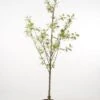 Zure Kers (Prunus Cerasus 'Morel') -Tuinplanten Winkel 20080415135220 3