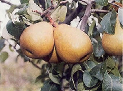 Perenboom (Pyrus Communis 'Beurre Hardy') 6 Perenboom (Pyrus Communis 'Beurre Hardy') - Afbeelding 4