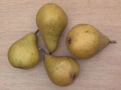 Perenboom (Pyrus Communis 'Gieser Wildeman') 10 Perenboom (Pyrus Communis 'Gieser Wildeman') -Tuinplanten Winkel 20080417131017 6