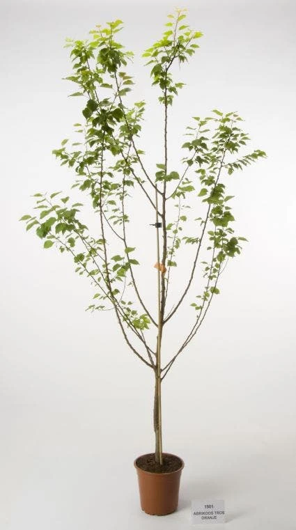 Abrikozenboom (Prunus Armeniaca 'Tros Oranje') 3 Abrikozenboom (Prunus Armeniaca 'Tros Oranje')