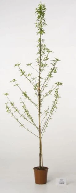 Amandelboom (Prunus Dulcis) 12 Amandelboom (Prunus Dulcis) -Tuinplanten Winkel 20080417155829 3