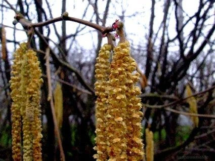 Hazelaar/Hazelnoot (Corylus Avellana 'Webb's Prize Cob') 3 Hazelaar/Hazelnoot (Corylus Avellana 'Webb's Prize Cob')