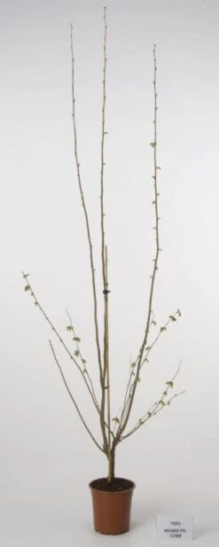 Hazelaar/Hazelnoot (Corylus Avellana 'Webb's Prize Cob') 14 Hazelaar/Hazelnoot (Corylus Avellana 'Webb's Prize Cob') -Tuinplanten Winkel 20080417160452 1