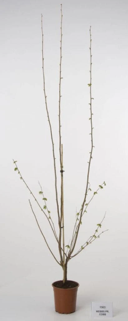 Hazelaar/Hazelnoot (Corylus Avellana 'Webb's Prize Cob') 8 Hazelaar/Hazelnoot (Corylus Avellana 'Webb's Prize Cob') - Afbeelding 6