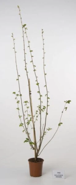 Hazelaar/Hazelnoot (Corylus Avellana 'Webb's Prize Cob') 15 Hazelaar/Hazelnoot (Corylus Avellana 'Webb's Prize Cob') -Tuinplanten Winkel 20080417161730 1