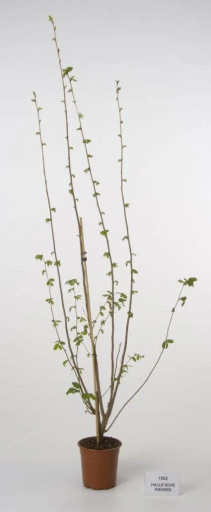 Hazelaar/Hazelnoot (Corylus Avellana 'Webb's Prize Cob') 9 Hazelaar/Hazelnoot (Corylus Avellana 'Webb's Prize Cob') - Afbeelding 7