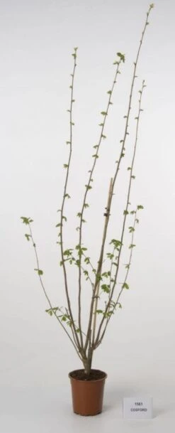 Hazelaar/Hazelnoot (Corylus Avellana 'Webb's Prize Cob') 12 Hazelaar/Hazelnoot (Corylus Avellana 'Webb's Prize Cob') -Tuinplanten Winkel 20080417162735 1