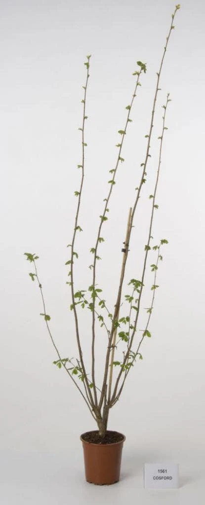 Hazelaar/Hazelnoot (Corylus Avellana 'Webb's Prize Cob') 6 Hazelaar/Hazelnoot (Corylus Avellana 'Webb's Prize Cob') - Afbeelding 4