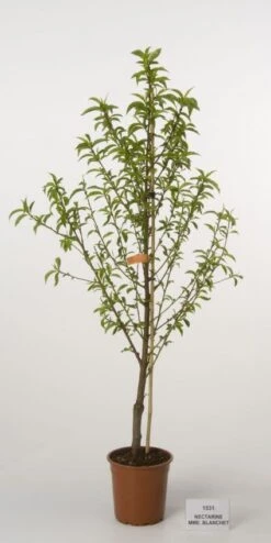 Nectarine (Prunus Persica Nucipersica) -Tuinplanten Winkel 20080418154023 2
