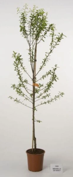 Pruimenboom (Prunus Domestica 'Mirabelle De Nancy')