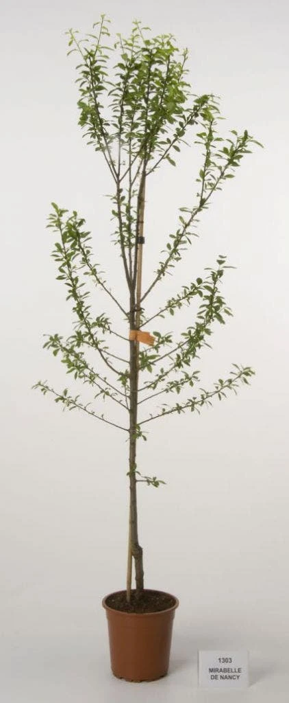 Pruimenboom (Prunus Domestica 'Mirabelle De Nancy') 3 Pruimenboom (Prunus Domestica 'Mirabelle De Nancy')