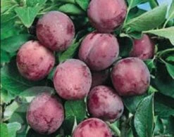 Lei-Pruim (Prunus Domestica 'Opal')