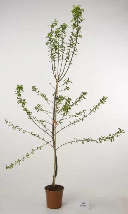 Pruimenboom (Prunus Domestica 'Ontario') 3 Pruimenboom (Prunus Domestica 'Ontario')