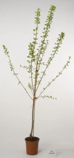 Pruimenboom (Prunus Domestica 'Jubileum')
