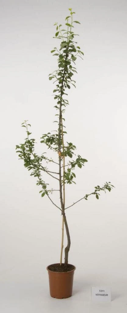 Pruimenboom (Prunus Domestica 'Voyageur') 4 Pruimenboom (Prunus Domestica 'Voyageur') - Afbeelding 2
