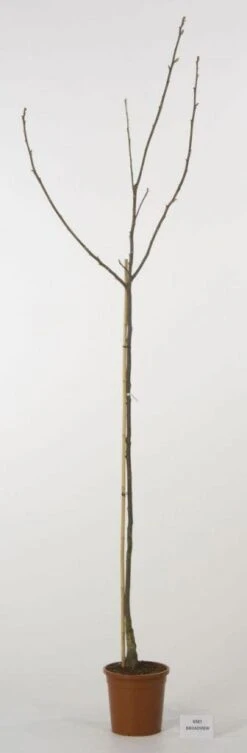 Walnoot (Juglans Regia 'Broadview') -Tuinplanten Winkel 20080516144158 4