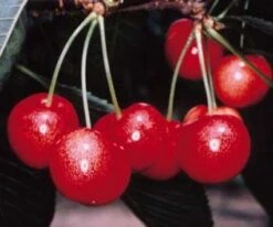 Lei-Kers (Prunus Avium 'Sunburst') -Tuinplanten Winkel 20080519135155 1