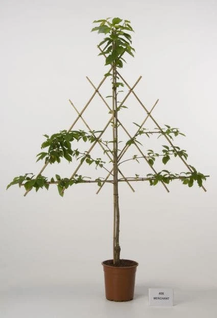 Lei-Kers (Prunus Avium 'Merchant') 3 Lei-Kers (Prunus Avium 'Merchant')