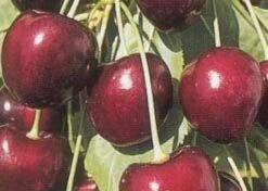 Lei-Kers (Prunus Avium 'Kordia') -Tuinplanten Winkel 20080519140042 1