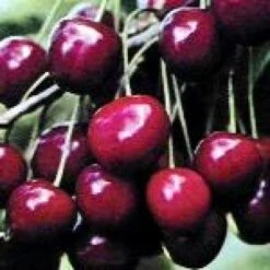 Lei-Kers (Prunus Avium 'Dubbele Meikers') 5 Lei-Kers (Prunus Avium 'Dubbele Meikers') -Tuinplanten Winkel 20080519140457 1