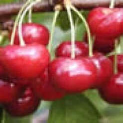 Lei-Kers (Prunus Avium 'Regina') -Tuinplanten Winkel 20080519141125 1