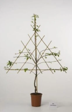 Lei-peer (Pyrus Communis 'Conference') -Tuinplanten Winkel 20080519142252 1