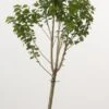 Dwerg Kers (Prunus Avium (dwerg)) 1 Dwerg Kers (Prunus Avium (dwerg)) -Tuinplanten Winkel 20080527220539 1