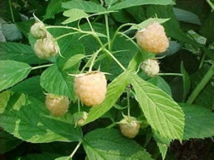Framboos (Rubus Idaeus 'Fallgold') 4 Framboos (Rubus Idaeus 'Fallgold') - Afbeelding 2