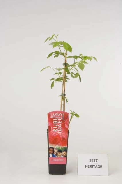 Framboos (Rubus Idaeus 'Heritage') 3 Framboos (Rubus Idaeus 'Heritage')