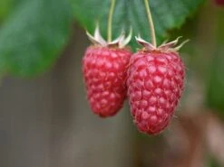 Framboos (Rubus Idaeus 'Tulameen')