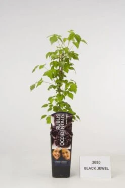 Framboos (Rubus Occidentalis Black Jewel)