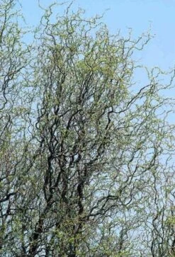 Kronkelwilg (Salix Babylonica 'Tortuosa')