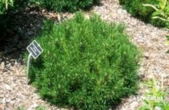 Pinus (Pinus Mugo Var. Pumilio) -Tuinplanten Winkel 20080611112748 5
