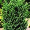 Jeneverbes (Juniperus Chinensis 'Blaauw') -Tuinplanten Winkel 20080611115840 2