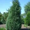 Jeneverbes (Juniperus Virginiana 'Glauca') -Tuinplanten Winkel 20080611120850 5