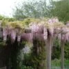 Blauwe Regen, Roze (Wisteria Floribunda 'Rosea') -Tuinplanten Winkel 20080618102844 11