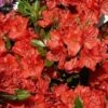 Japanse Azalea (Rhododendron 'Geisha Orange')